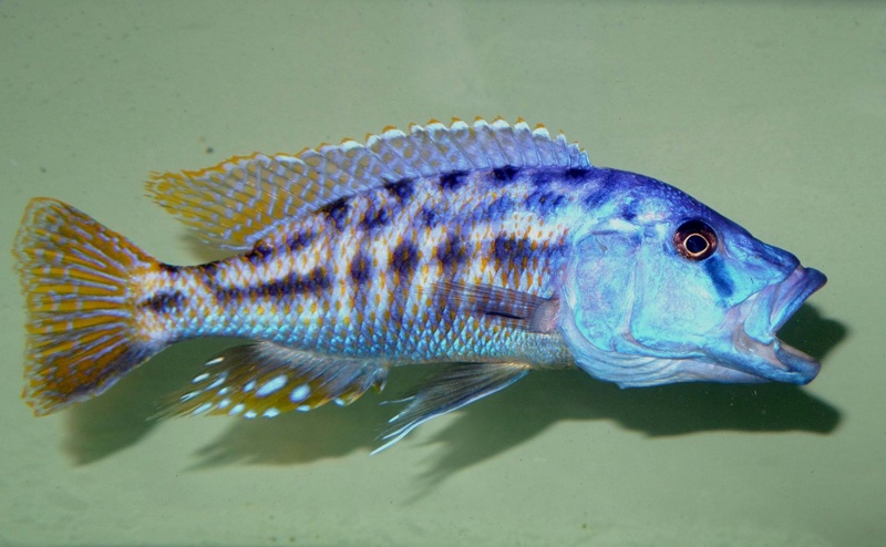 Tyrannochromis nigriventer